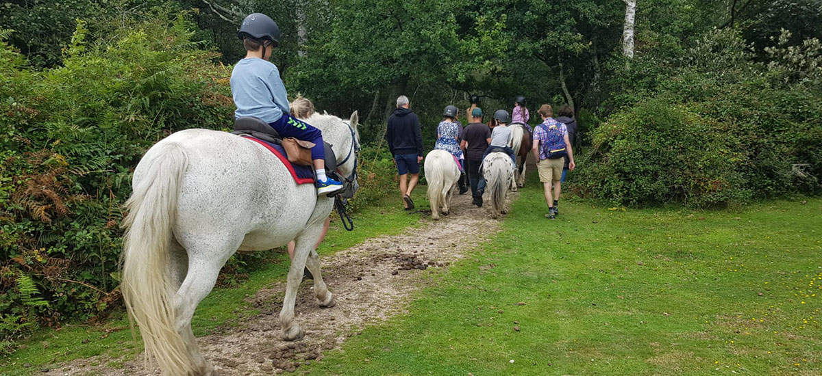New Forest pony rides