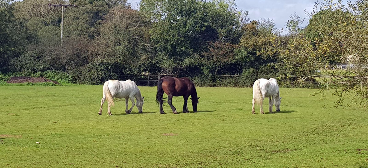 Pony Tracking Stables