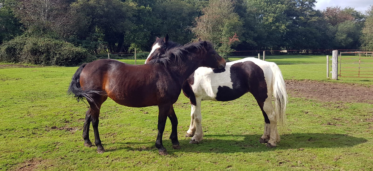 Brokenhurst Stables New Forest